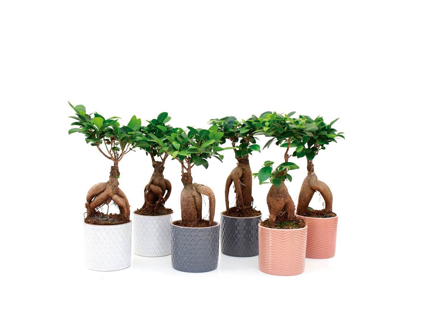 Ficus Microcarpa 