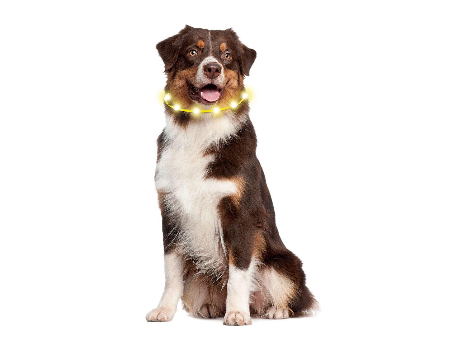 Collar de tubo con LED para perro 